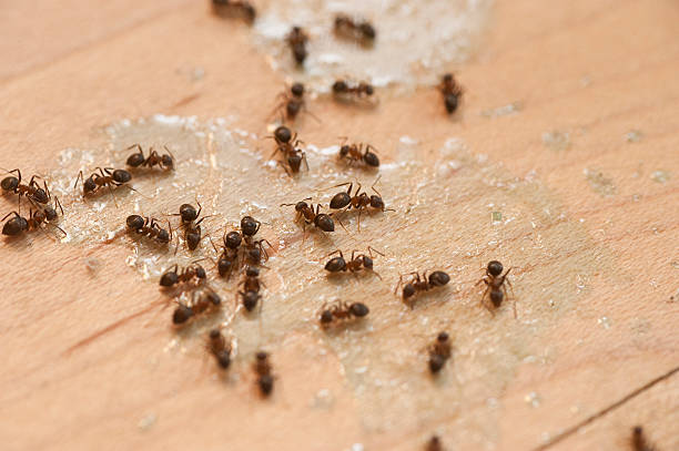 Best Spider Control Near Me  in Cecilia, LA