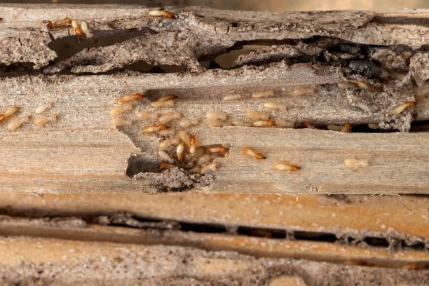 Best Emergency Pest Control  in Cecilia, LA